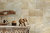 Brume Sand Bone Gloss Wall Tile 130x130